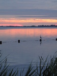 SX15550 Grey heron (Ardea cinerea) on pole in lake at sunset.jpg